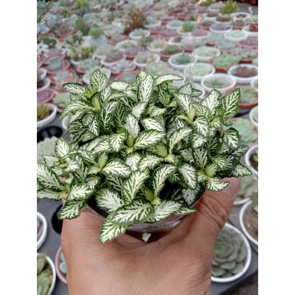 [ TRANG TRÍ ] MỘT CHIẾC CÂY CẨM NHUNG XANH ( Fittonia ) LỌC KHÔNG KHÍ, HÚT SÓNG ĐIỆN TỪ, TRANG TRÍ BÀN LÀM VIỆC