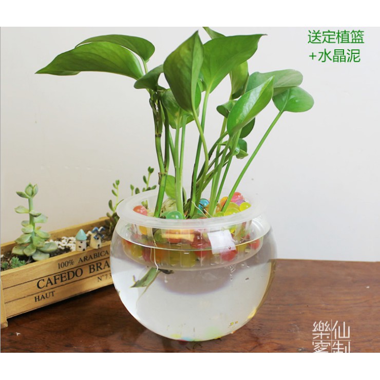 Bể cá cảnh thủy tinh trang bị rọ thủy canh thích hợp trang trí tiểu cảnh size 15cm