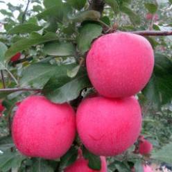 30 hạt giống táo lùn bonsai siêu quả