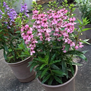 Ngọc hân/bâng khuâng