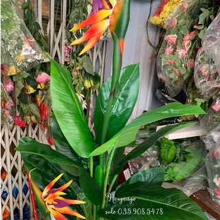 👉 Cây Thiên Điểu Giả Cảnh