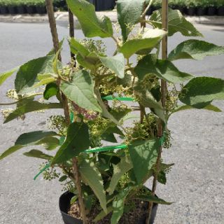 Chậu Ngọc Long Châu
