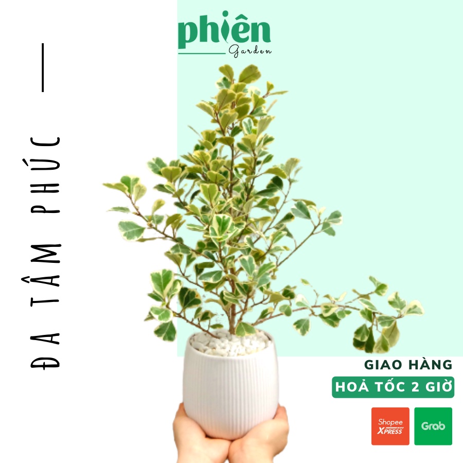 Cây Đa Tâm Phúc để bàn kèm chậu gốm tráng men