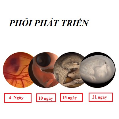 Máy ấp trứng đệm nước 20- 50 quả  tiết kiệm điện