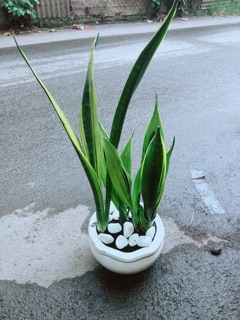 Chậu Lưỡi Hổ Hoàng Kim