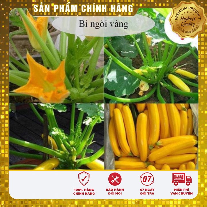 Hạt Giống Bí Ngòi Vàng dễ trồng (10 Hạt )