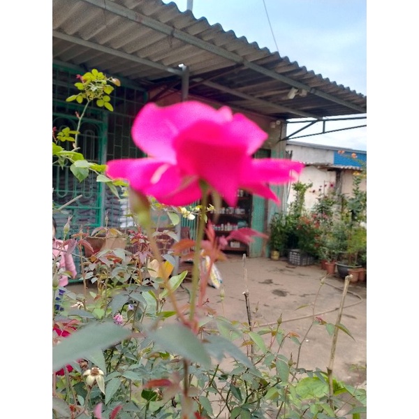Hồng quế