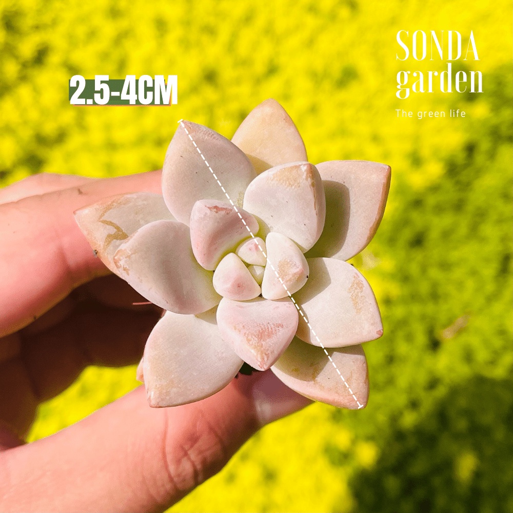 Sen đá pink gem SONDA GARDEN size mini 2.5-4cm, cây cảnh trang trí nhà cửa, lỗi 1 đổi 1