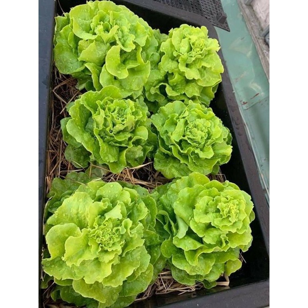 Phân Sơ Dừa SFARM Đã Qua Xử Lý Sạch Sẽ Và Nhuyễn