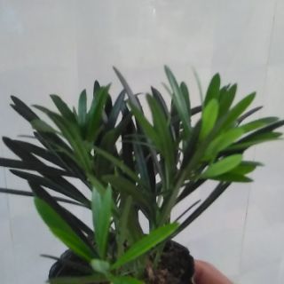 Cây vạn niên tùng