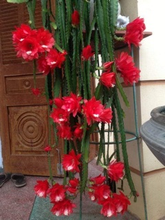 cây giống hoa nhật quỳnh