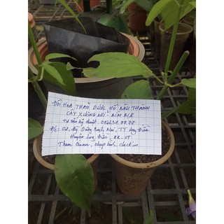 Cây xương khỉ (bìm bịp, mảnh công) - đau nhức xương khớp, dạ dày, ung thư gan, giảm men gan