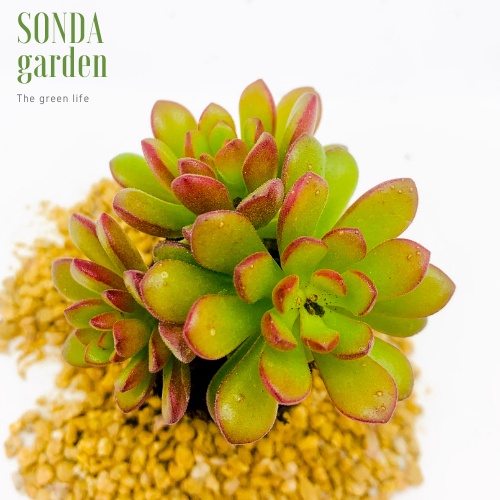 Sen đá sedum cam SONDA GARDEN size mini 2.5-4cm, xuất xứ Đà Lạt, khoẻ đẹp, lỗi 1 đổi 1