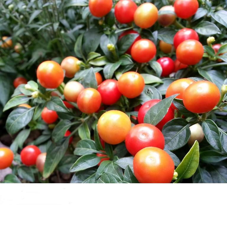 Hạt Giống Ớt Trái Tròn 0.2gr