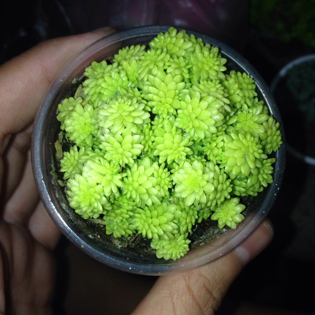 Sedum vàng