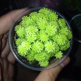 Sedum vàng