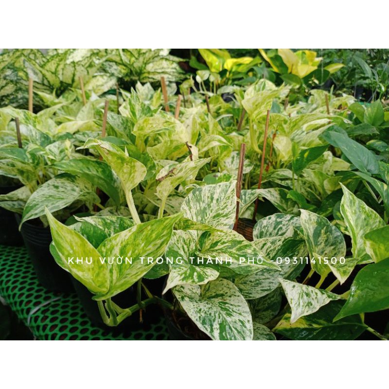 Cây Trầu bà Sữa, cây trầu bà cẩm thach , Epipremnum marble queen