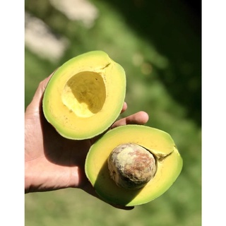 Bơ thương hiệu Ta21 - Daklak cực dẻo ngon- 1kg