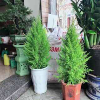 Cây 🌲 Tùng Thơm