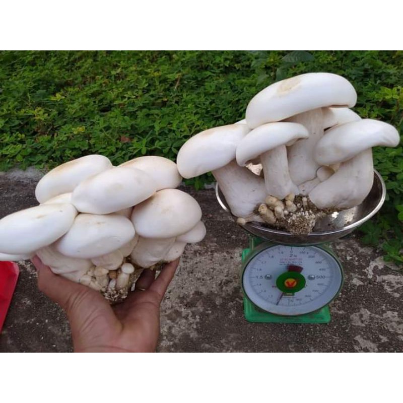 Combo 5 phôi nấm Milky