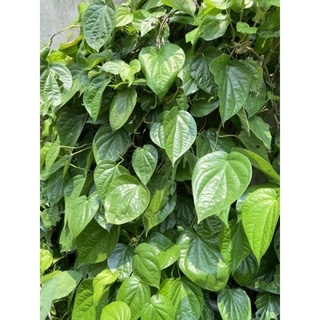 cây trầu không (to nhiều rễ)