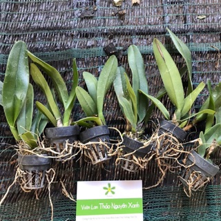 [GIÁ RẺ CHUẨN VƯỜN] Cattleya Giống Màu Xổ Đủ Màu Sắc Đặc Biệt