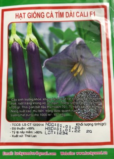 Hạt giống Cà pháo Xanh - Cà Tím 🍆 🌱