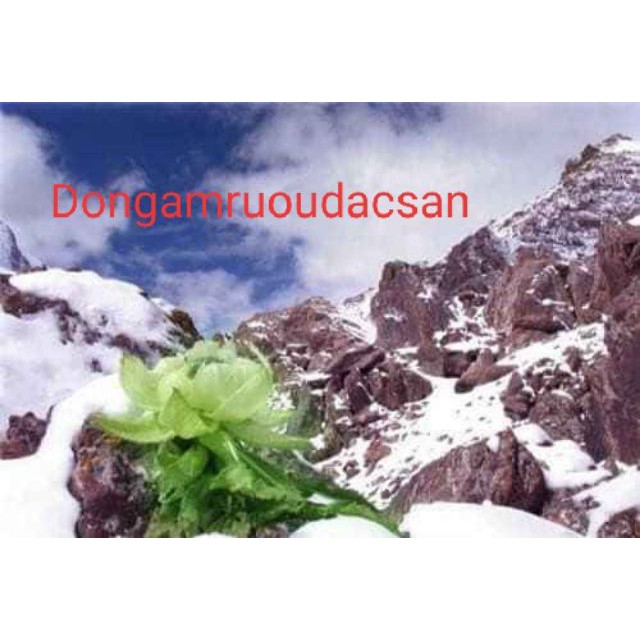 THIÊN SƠN TUYẾT LIÊN HOA 1 BÔNG