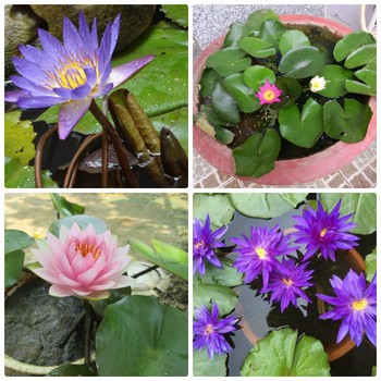 Hạt giống Súng Thái Mini - Hoa Đẹp Dễ Trồng