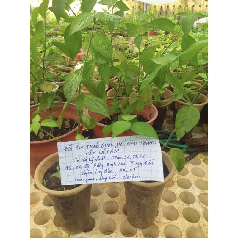 Cây lá cẩm tím,đỏ