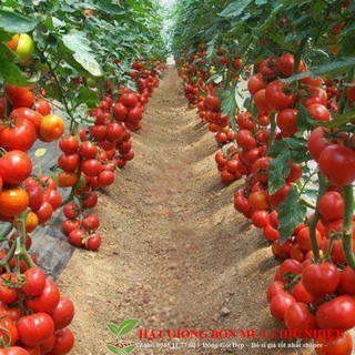 Gói 30 Hạt giống cà chua chùm leo giàn ĐẾN MÙA TRỒNG TẾT luckyseed hạt siêu rẻ