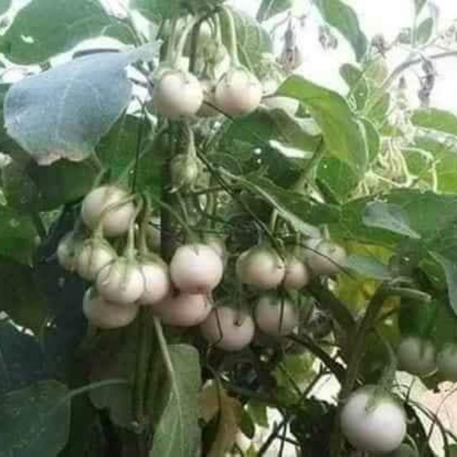Hạt giống cà pháo trắng chùm Thái Lan