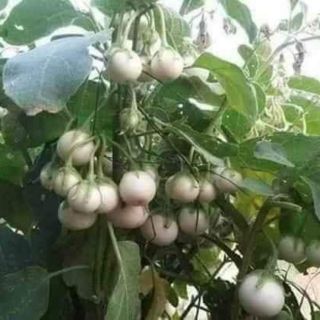 Hạt giống cà pháo trắng chùm Thái Lan