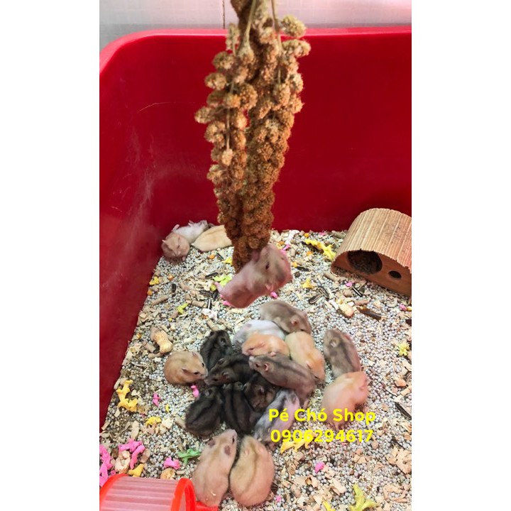 Kê chùm nguyên sợi cho hamster,sóc