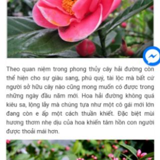 Cây giống hải đường
