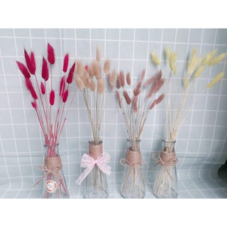 lọ hoa đuôi thỏ,lúa mạch,cành lau khô trang trí phòng, phụ kiện chụp hình