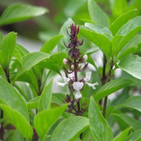 Hạt húng Quế rau Quế - gói 5 gram