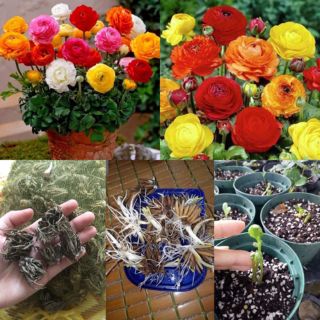 Củ giống mao lương (Hồng ri Ba Tư) có 6 màu