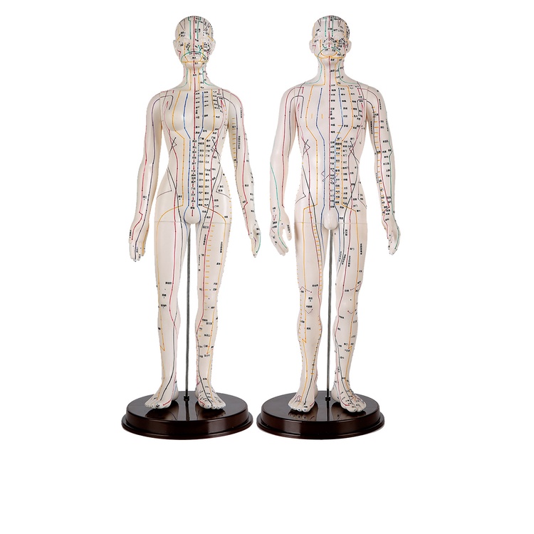 Mô Hình Châm Cứu Huyệt Vị Nam, Nữ - Mô Hình Đường Kinh Lạc