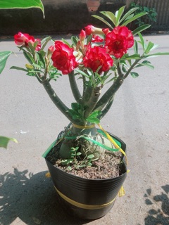 Cây Sứ Thái