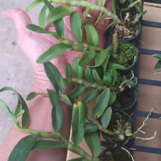 Combo 6 loại hoa lan giả hạc lai hoa xổ