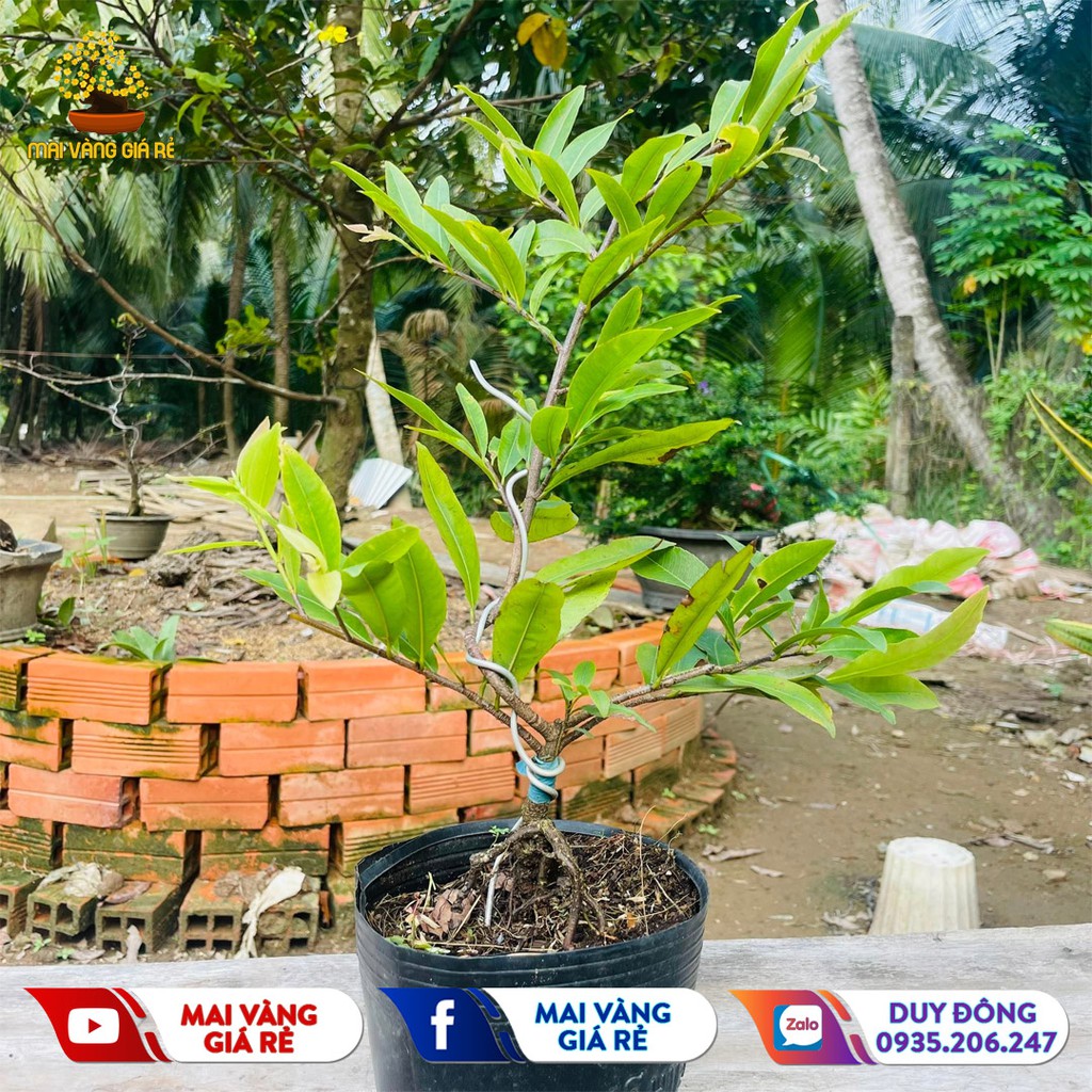 Cây Mai Cúc Thọ Hương Gốc Quái Dáng Bonsai Mini - CTH