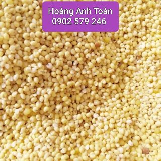 hạt kê hưng chính hưng nguyên nghệ an Hạt kê  Hưng Chính, Hưng Nguyên, Nghệ An.