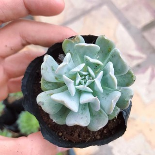 Sen Đá Cúc | Xuất xứ Đà Lạt | Dễ trồng dễ chăm