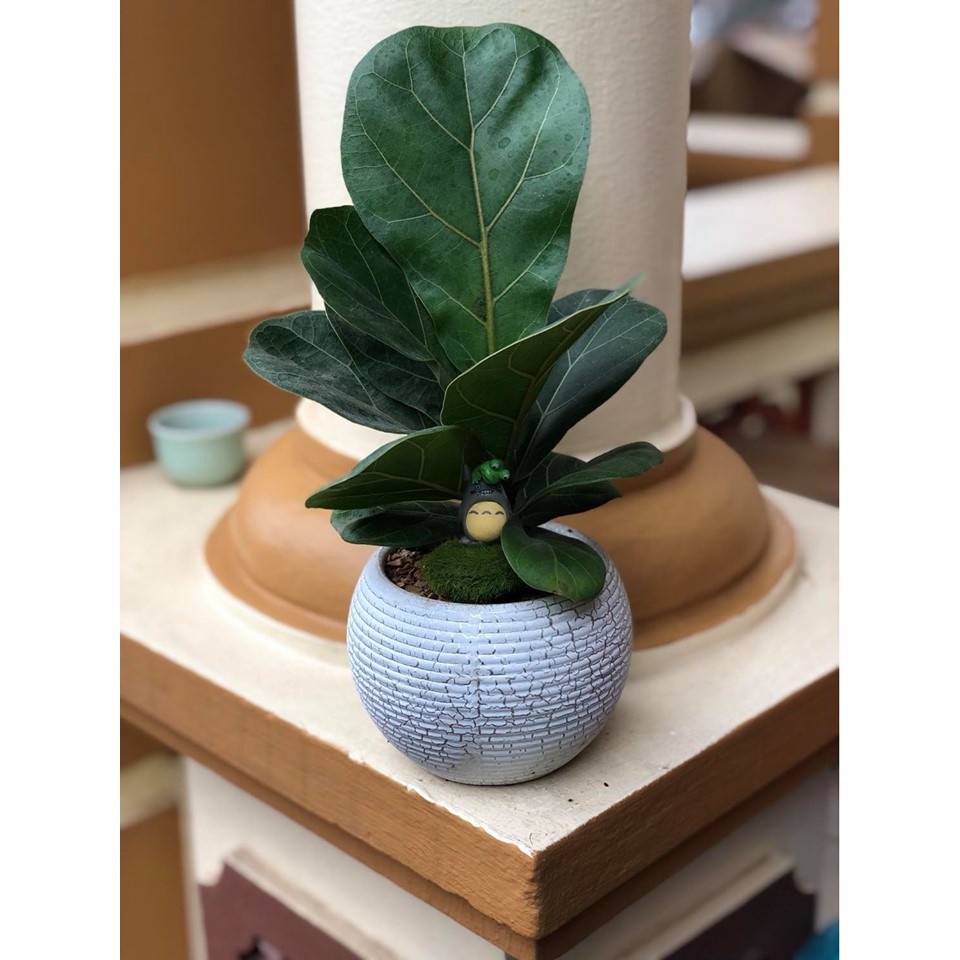 Cây bàng sing mini để bàn