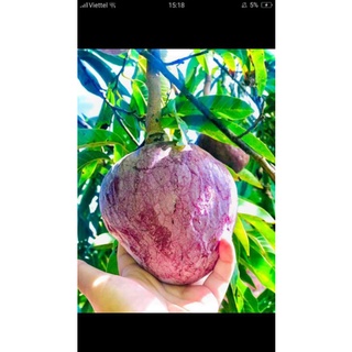 3 Cây Lục Bát