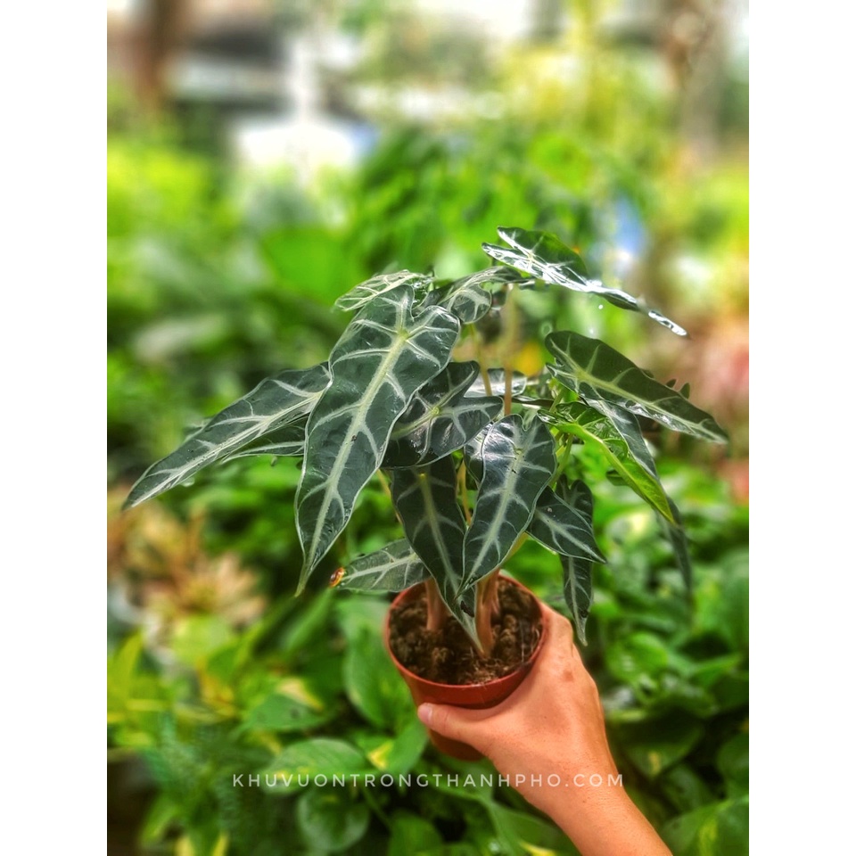 Cây môn quan âm chậu 3 thân