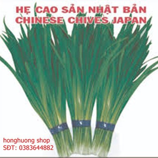 Hạt giống hẹ lá cao sản Nhật Bản