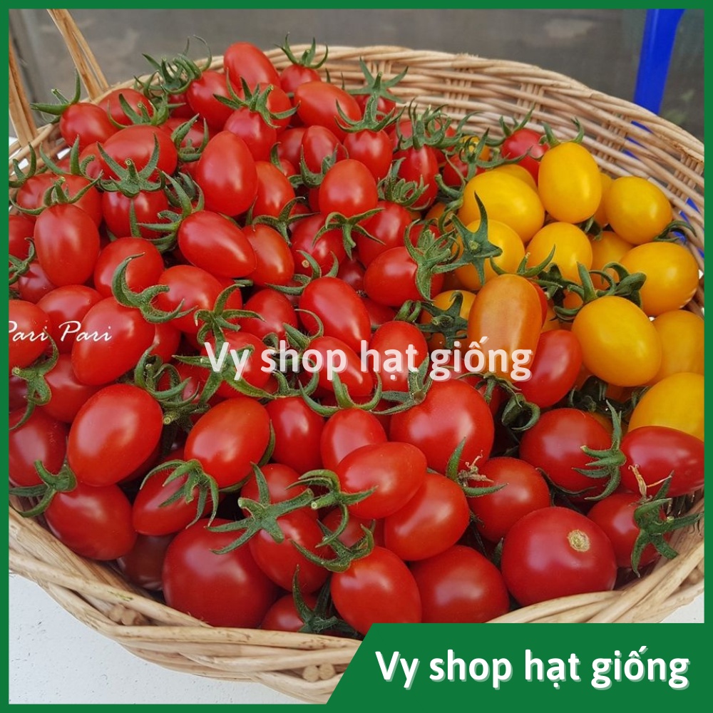 Hạt giống cà chua trái cây đỏ Sweet girl Thái Lan gói 50 hạt