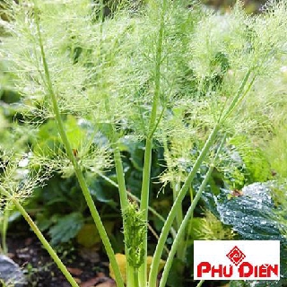 400 hạt giông rau thì là phú điền